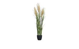 Miscanthus-Gras 115 cm