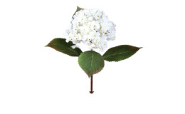 Hortensie 52 cm mit weißen Blüten und grünen Steil und Blätter aus Kunststoff.