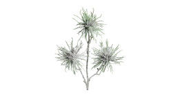 Hamamelis-Zweig 44 cm