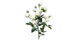 Rosenzweig 55 cm aus Kunststoff mit weißen Blüten und grünen Stiel und Blätter.