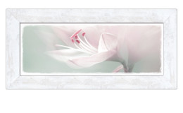 Rahmenbild Single White Flower 30 x 80 cm