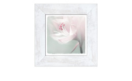 Rahmenbild Single White Flower 30 x 30 cm