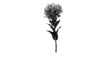 Protea 74 cm aus Kunststoff mit schwarzem Stiel, Blätter und Blüte.
