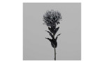 Protea 74 cm aus Kunststoff mit schwarzem Stiel, Blätter und Blüte. Auf einem grauen Hintergrund.