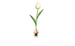 Tulpe mit Zwiebel 25 cm aus Kunststoff mit grünen Blätter und Stiel, weißer Blüte und einer Zwiebel am Ende.