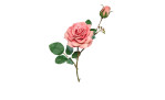 Rosenpick 27 cm aus Kunststoff mit grünen Stiel und Blätter und rosa Blüten.