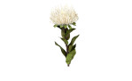 Protea 74 cm aus Kunststoff mit grünen Stiel und Blätter und weißer Blüte.