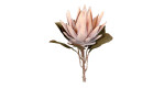 Protea 55 cm aus Kunststoff mit einer rosa Blüte, grüne Blätter und braunen Stiel.