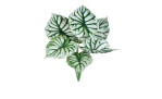 Begonien-Pick 36 cm aus Kunststoff mit grün / weißen Blätter.