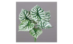 Begonien-Pick 36 cm aus Kunststoff mit grün / weißen Blätter. Auf einem grauen Hintergrund.