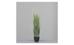 Isolepsisgras 90 cm mit einem grauen Hintergrund