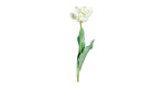 Tulpe 64cm inbeige