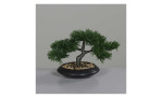 Zedern-Bonsai 20 cm, mit einem grauen Hintergrund
