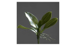 Orchideen-Blattpflanze 25 cm aus Kunststoff in grün mit Wurzel. Auf einem grauen Hintergrund.