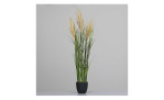 Miscanthus-Gras 115 cm, mit einem grauen Hintergrund