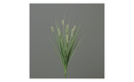 Gras mit Fruchtstand 50 cm hoch, grüne Blätter mit weißen Samenköpfen auf einfarbig grauem Hintergrund.