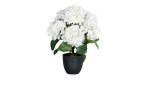 Hortensie 45 cm in einem schwarzen Kunststofftopf mit weißen Hortensienblüten und grünen Blättern auf weißem Hintergrund.