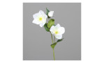 Ein 33 cm langer Christrosenstängel mit zwei weißen Blüten und einer Knospe vor einem schlichten grauen Hintergrund.