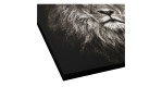 Pro-Art Leinwandbild Lionhead 40x40cm: schwarz-weißes Löwengesicht auf MDF-Leinwand mit schwarzem Rand, leicht gewinkelt.